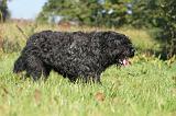 BOUVIER DES FLANDRES 130